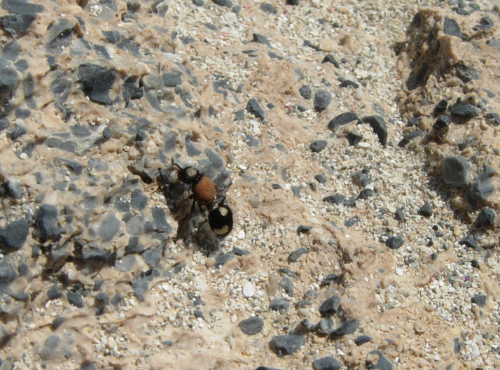 Mutille varie, maschi e femmine